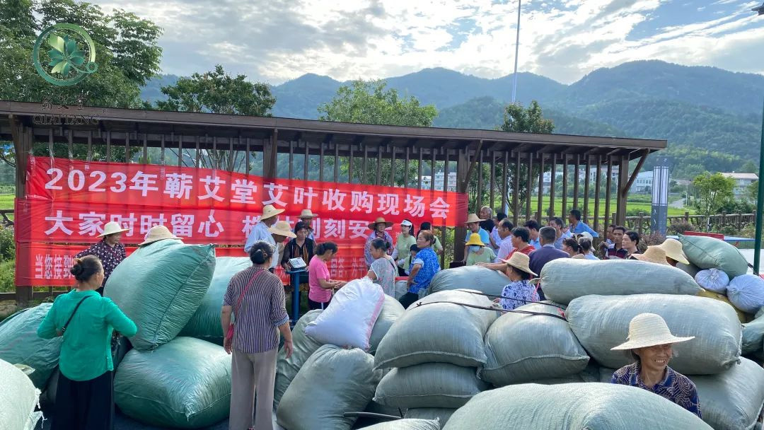2023蘄艾收購(gòu)丨蘄艾堂上門進(jìn)村 ?應(yīng)收盡收·片片歸倉(cāng) 2023蘄艾收購(gòu)丨蘄艾堂上門進(jìn)村 ?應(yīng)收盡收·片片歸倉(cāng)