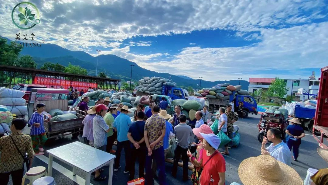 2023蘄艾收購(gòu)丨蘄艾堂上門進(jìn)村 ?應(yīng)收盡收·片片歸倉(cāng) 2023蘄艾收購(gòu)丨蘄艾堂上門進(jìn)村 ?應(yīng)收盡收·片片歸倉(cāng)