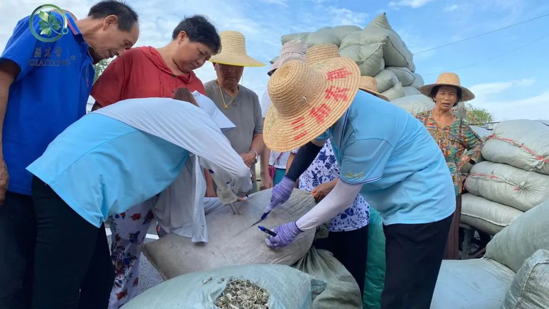 2023蘄艾收購(gòu)丨蘄艾堂上門進(jìn)村 ?應(yīng)收盡收·片片歸倉(cāng) 2023蘄艾收購(gòu)丨蘄艾堂上門進(jìn)村 ?應(yīng)收盡收·片片歸倉(cāng)