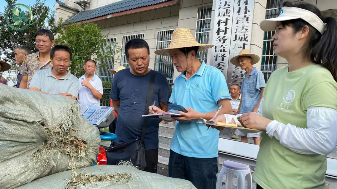 2023蘄艾收購(gòu)丨蘄艾堂上門進(jìn)村 ?應(yīng)收盡收·片片歸倉(cāng) 2023蘄艾收購(gòu)丨蘄艾堂上門進(jìn)村 ?應(yīng)收盡收·片片歸倉(cāng)