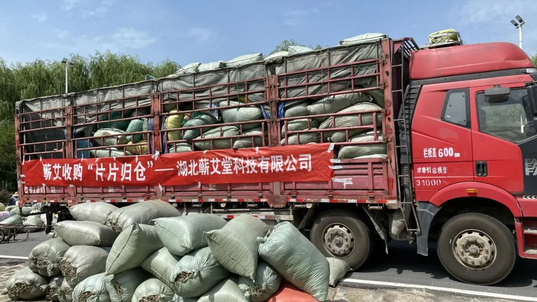 2023蘄艾收購(gòu)丨蘄艾堂上門進(jìn)村 ?應(yīng)收盡收·片片歸倉(cāng) 2023蘄艾收購(gòu)丨蘄艾堂上門進(jìn)村 ?應(yīng)收盡收·片片歸倉(cāng)