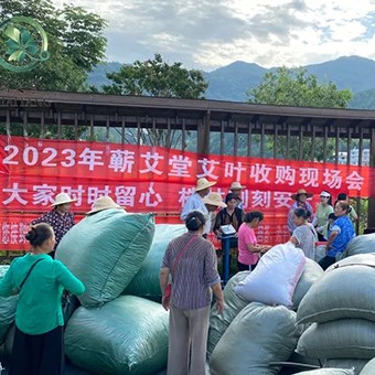 2023蘄艾收購丨蘄艾堂上門進(jìn)村 ?應(yīng)收盡收·片片歸倉