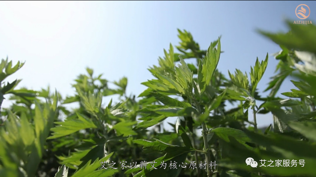 官宣丨艾之家企業(yè)簡介 官宣丨艾之家企業(yè)簡介